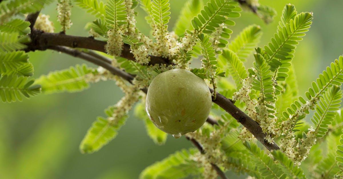 Agrest na drutach: piękne i plenne szpalery krok po kroku
