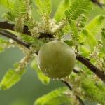 Agrest na drutach: piękne i plenne szpalery krok po kroku