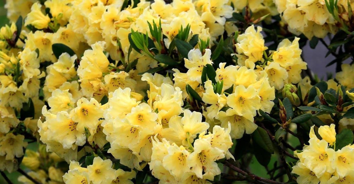 Po kwitnieniu czas na sekator: sprytne cięcia, dzięki którym rododendrony zakwitną jeszcze obficiej