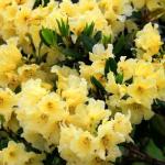 Po kwitnieniu czas na sekator: sprytne cięcia, dzięki którym rododendrony zakwitną jeszcze obficiej