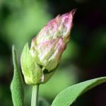 Szałwia omszona w roli głównej: 12 inspiracji na zachwycające rabaty przez cały sezon