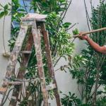 Wiosenna metamorfoza pergoli: cięcie glicynii krok po kroku dla spektakularnego kwitnienia