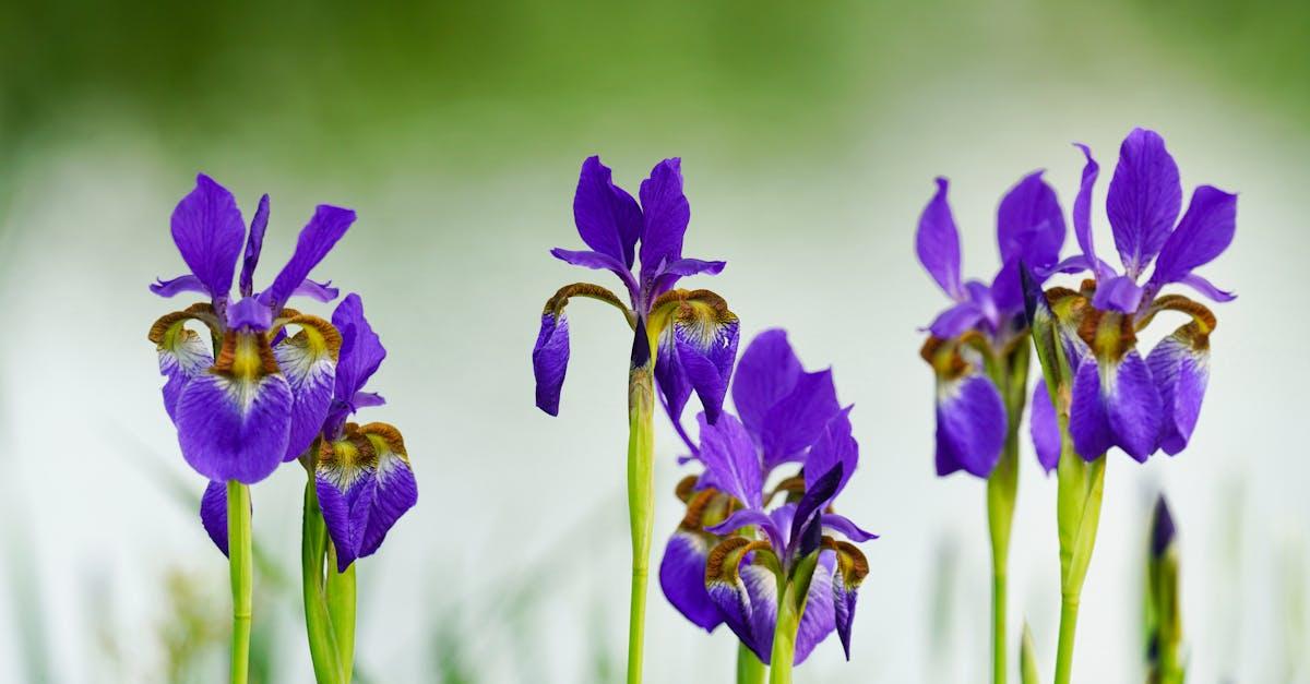 Nakarm irysy jesienią naturą: proste, organiczne sposoby na wiosenny fajerwerk kwiatów