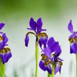 Nakarm irysy jesienią naturą: proste, organiczne sposoby na wiosenny fajerwerk kwiatów