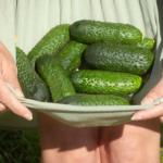 Uratuj swoje ogórki! Naturalne metody na mączniaka, które naprawdę działają