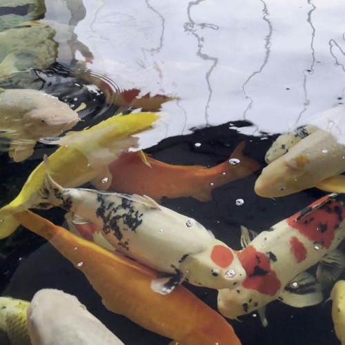 Karpie koi w architekturze nowoczesnego ogrodu - harmonia, prestiż i japoński design